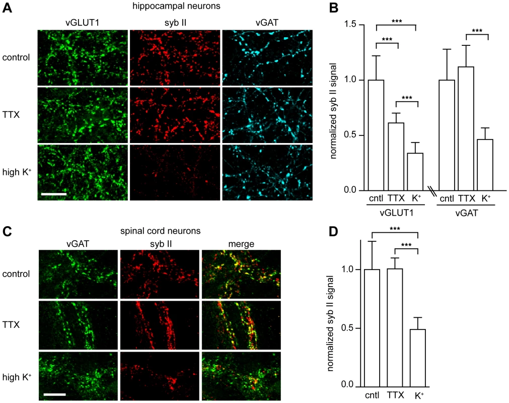 TeNT requires actively recycling synaptic vesicles to enter neurons and cleave synaptobrevin II.