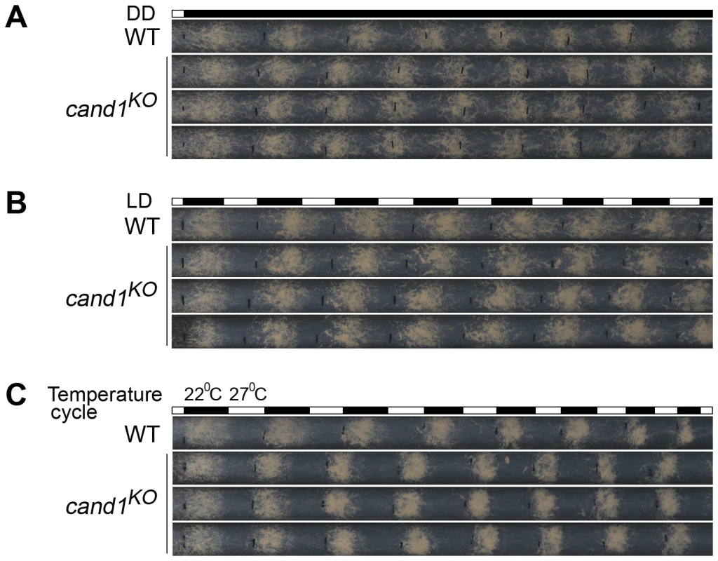 CAND1 is not required for regulation of the circadian rhythm.