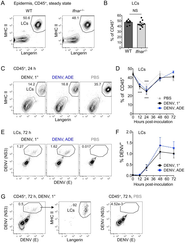 Frequency and DENV infection of LCs in the epidermis.
