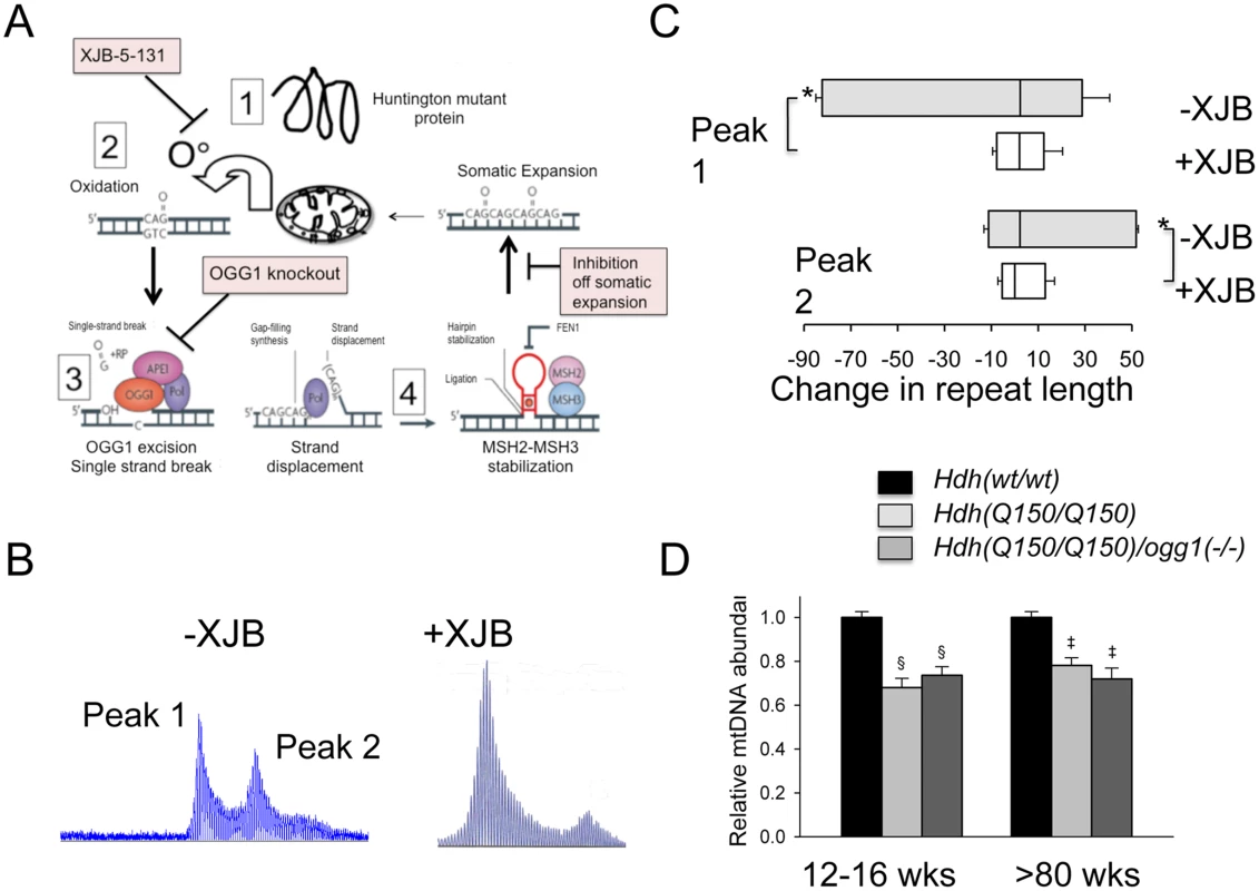 Pharmacological intervention suppresses oxidative DNA damage and somatic mutation <i>in vivo</i>.