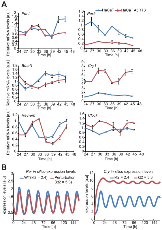 Differential gene expression of core clock genes in normal- and H-Ras-transformed human keratinocytes.
