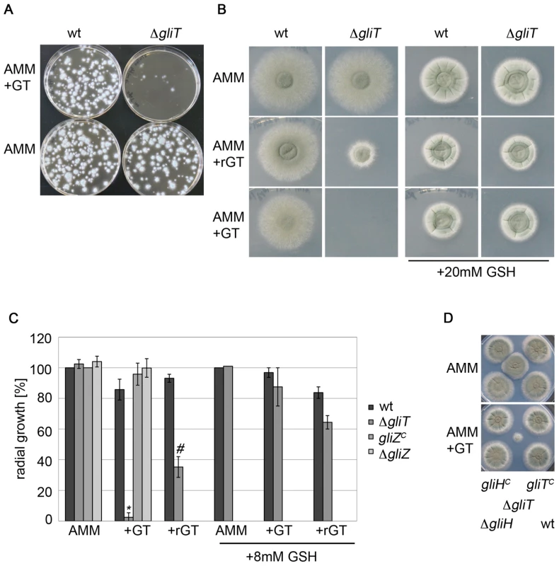 Exogenous gliotoxin specifically inhibits growth of <i>A. fumigatus</i> Δ<i>gliT</i>.