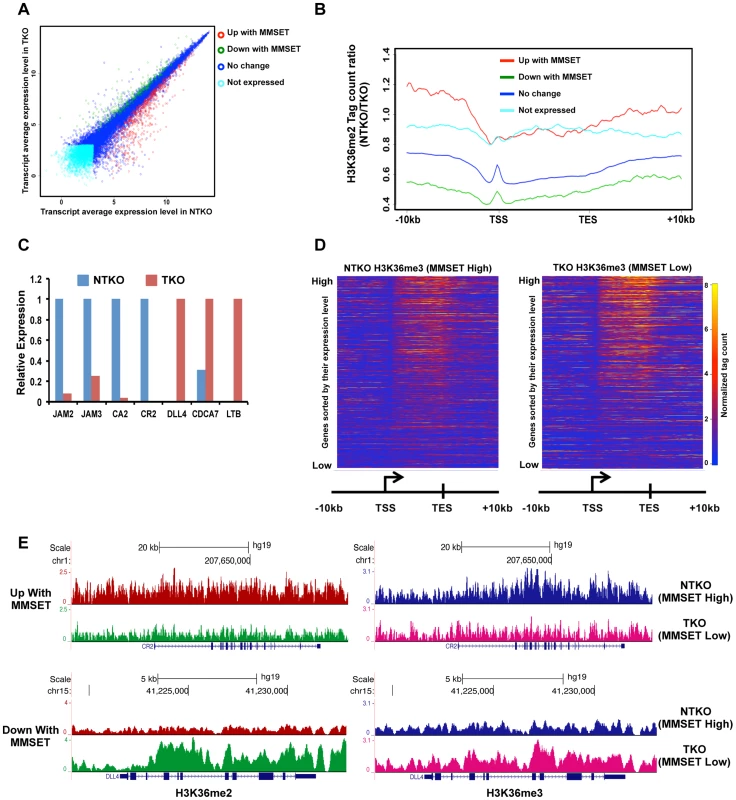 High levels of MMSET lead to altered gene expression.