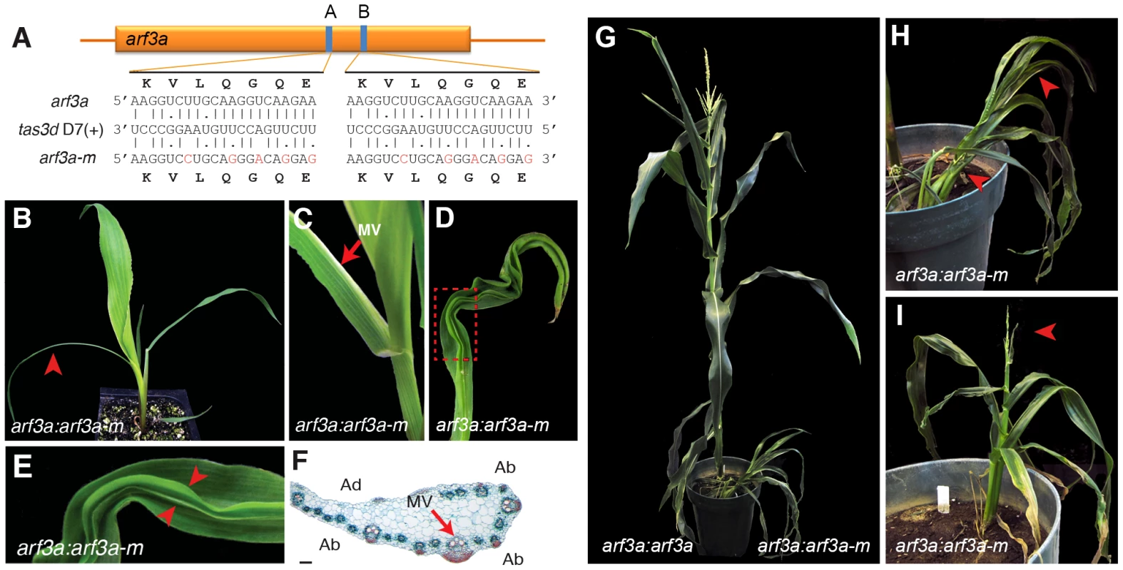 Expression of a tasiR-ARF insensitive <i>arf3a</i> transgene recapitulates the <i>lbl1</i> phenotype.