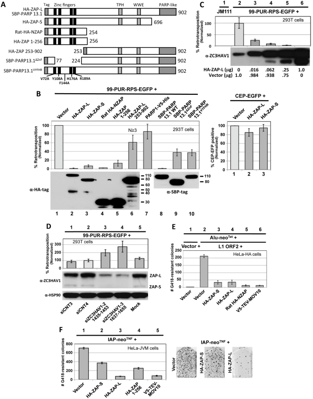 Evidence from cell culture assays that ZAP inhibits retrotransposition.