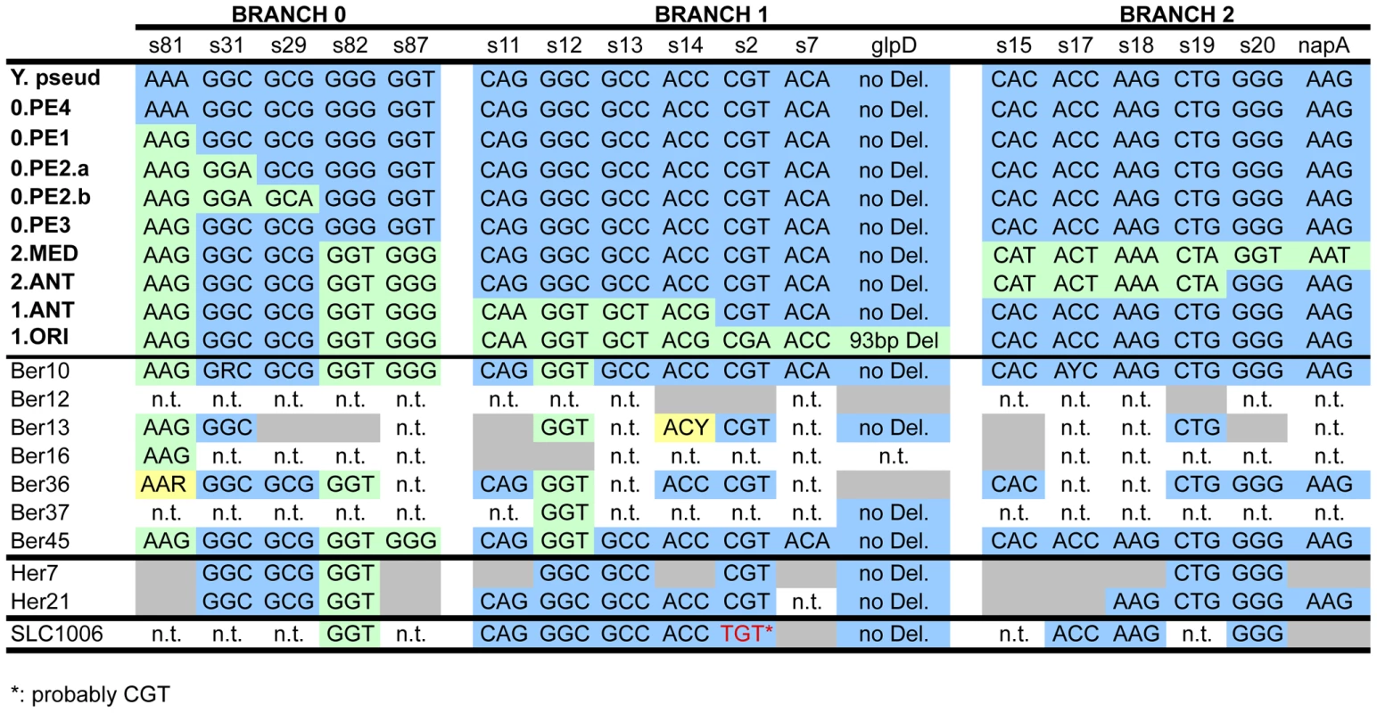 Analysis of aDNA from human remains with 18 markers (<i>glpD</i>, <i>napA</i> and 16 SNPs <em class="ref">[<b>11</b>]</em>) that define the three main branches of the <i>Y. pestis</i> evolutionary tree.
