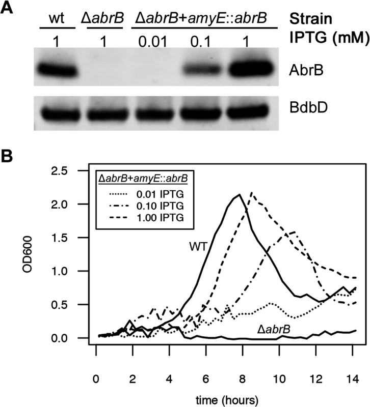 AbrB levels determine the growth rate and growth yield on M9 minimal medium.