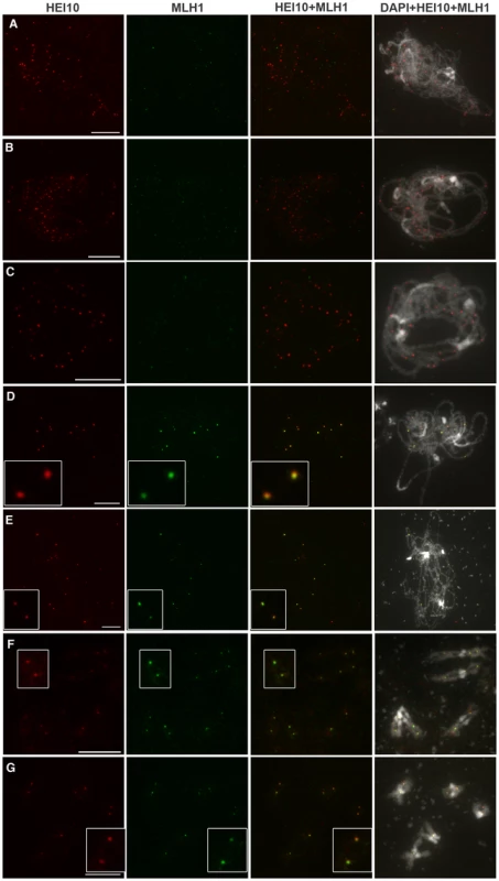 HEI10 and MLH1 co-localise from late pachytene to diakinesis.