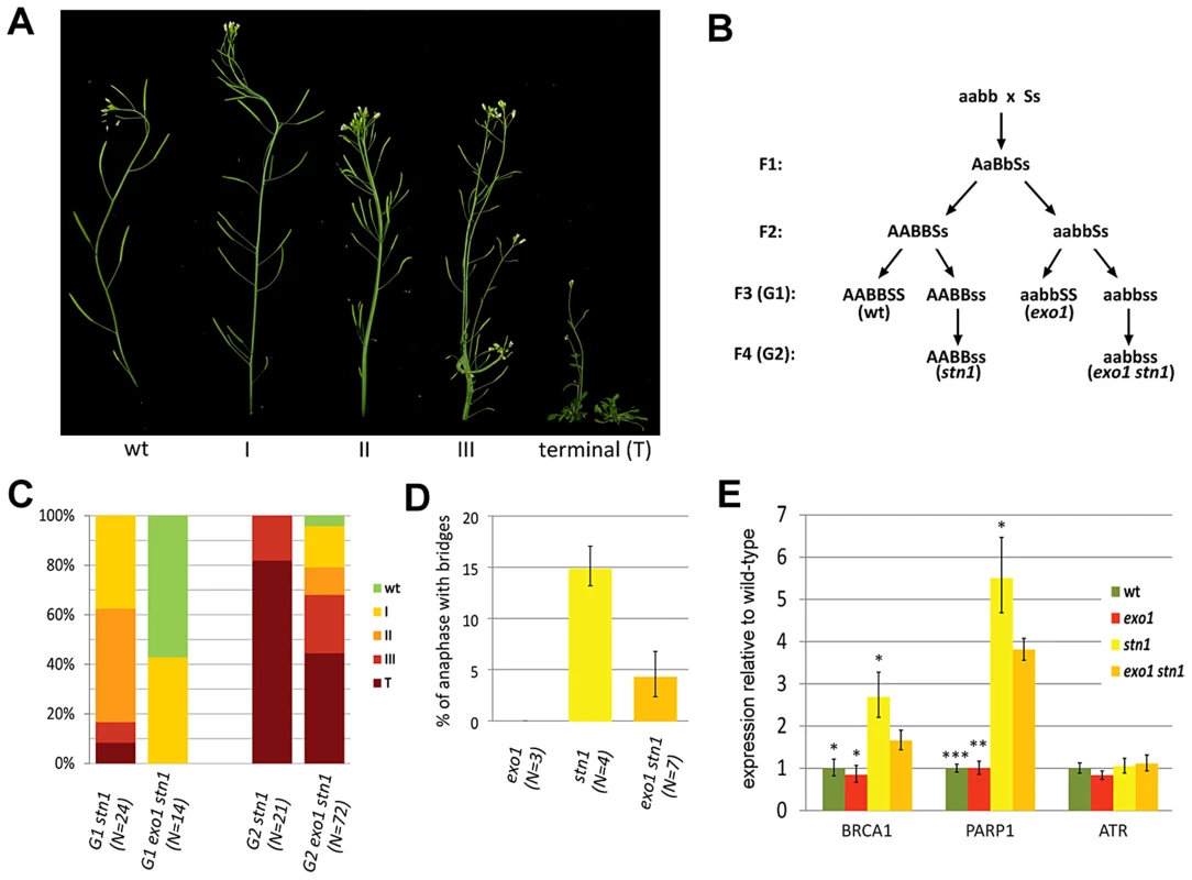 EXO1 aggravates the defects associated with STN1 depletion.