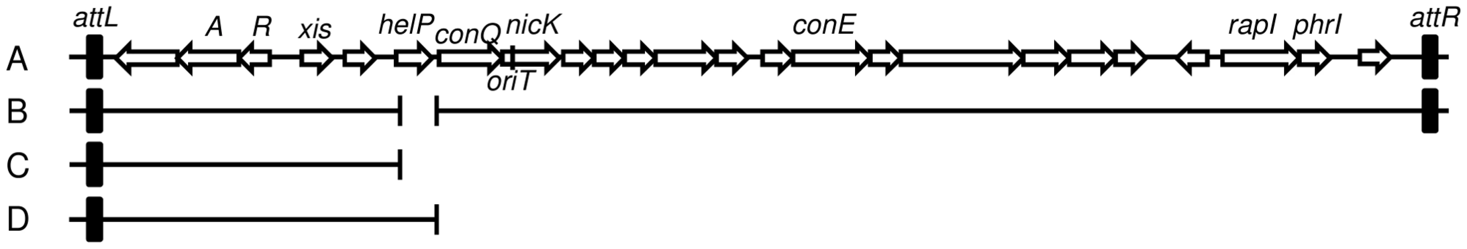 Map of ICE<i>Bs1</i> and derivatives.