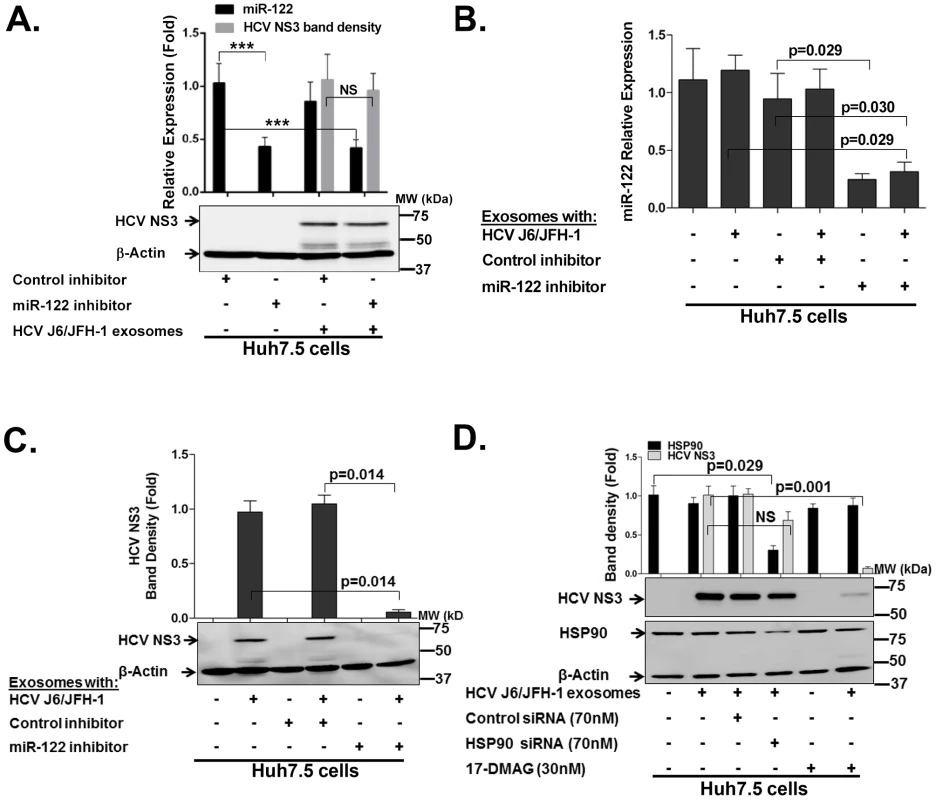 HCV transmission by exosomes can be blocked by miR-122 or HSP90 functional inhibition within exosomes.