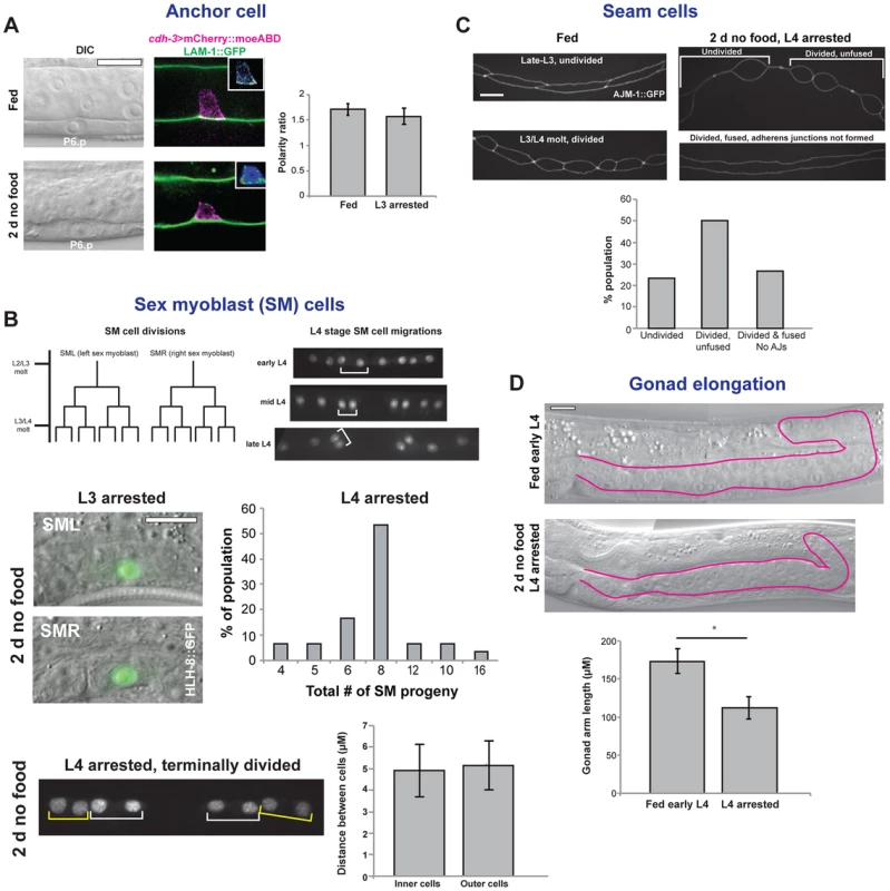 Arrest of tissues in the L3 and L4 stages.