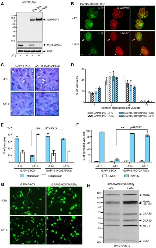 GAP80 is able to recruit MLC1-MyoA and to preserve the cohesion of the pellicle.