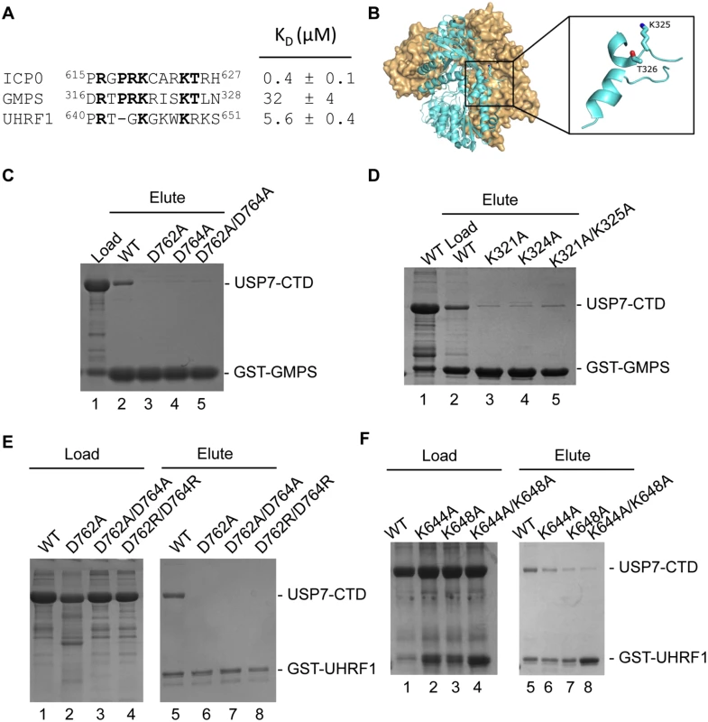 USP7-CTD interacts with GMPS and UHRF1 peptides.