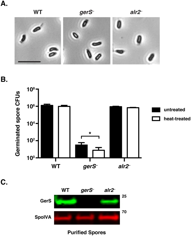 <i>C</i>. <i>difficile gerS</i><sup>−</sup> mutant spores have a severe germination defect.