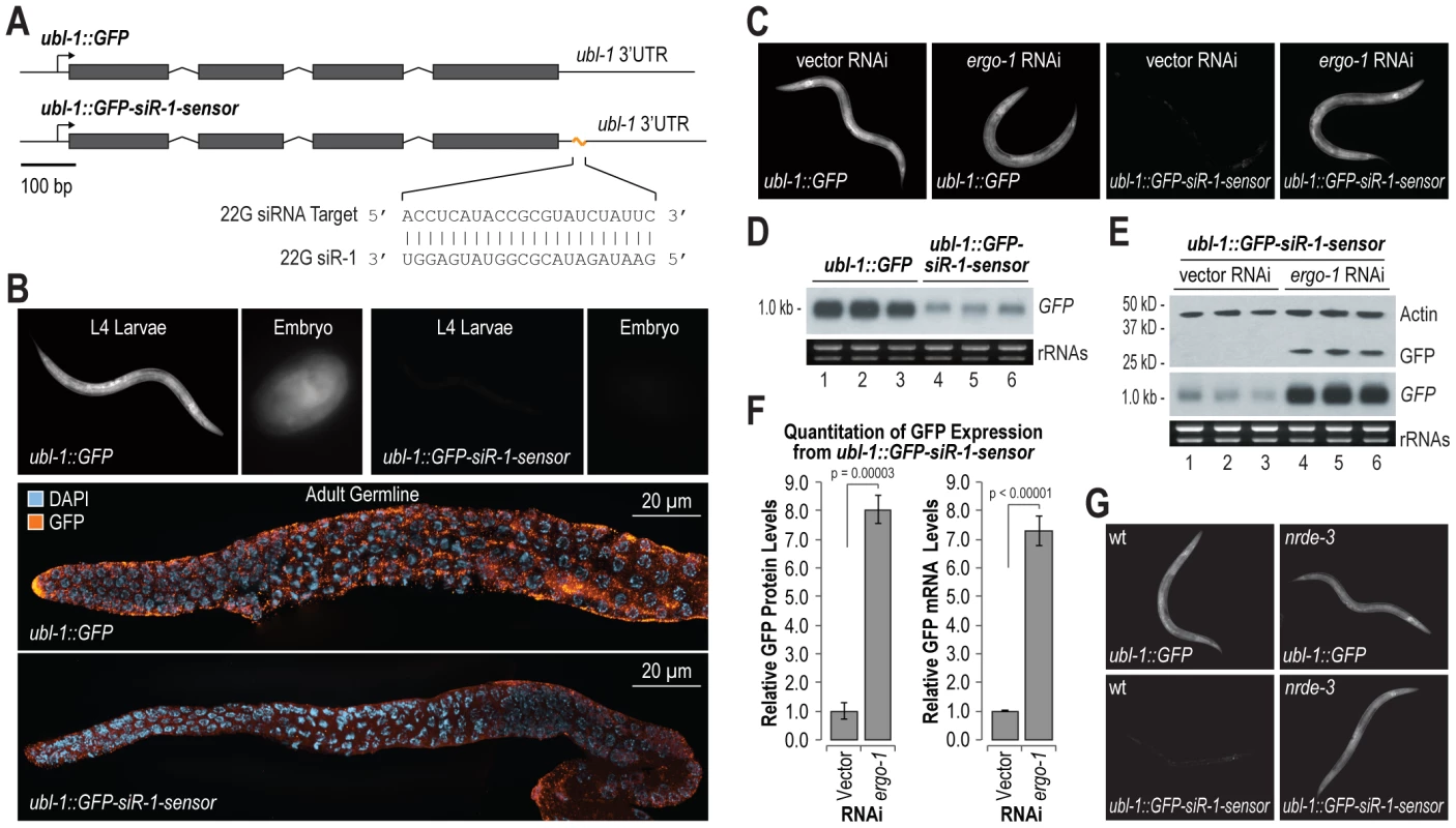 Endogenous siRNA sensor design and validation.