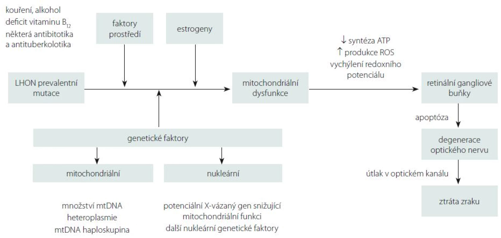 Schématické znázornění známých faktorů ovlivňujících rozvoj degenerace optického nervu u LHON.
Fig. 5. Schematic representation of the known factors affecting the optic nerve degeneration in LHON.