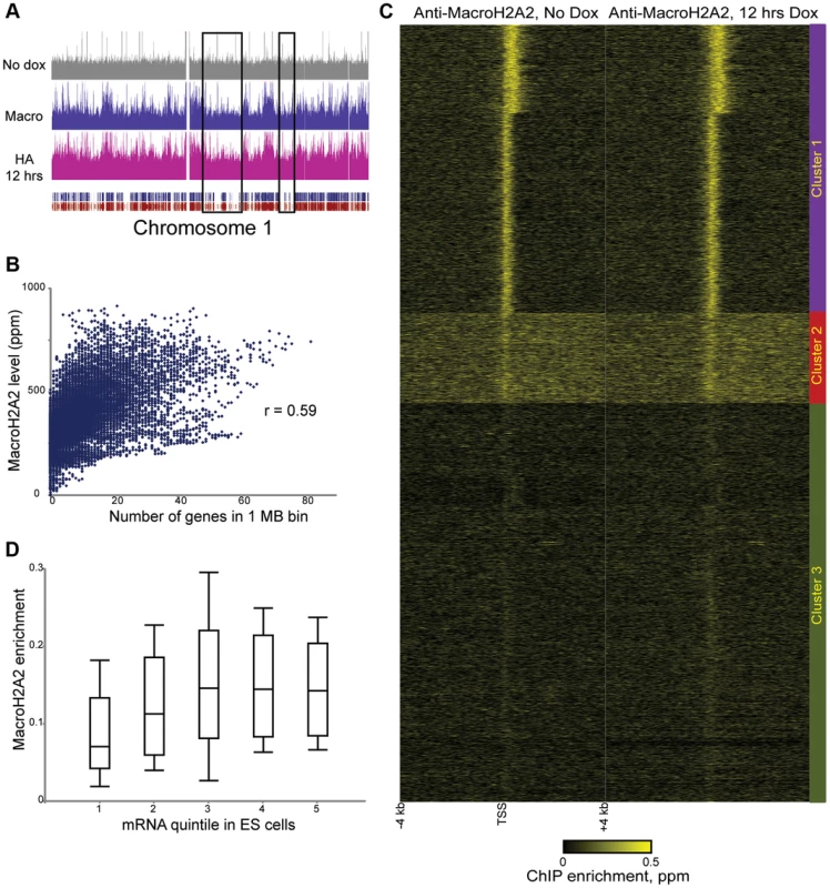 Steady-state mapping of MacroH2A2.