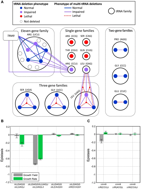 Extensive redundancy underlies robustness to tRNA gene deletion.