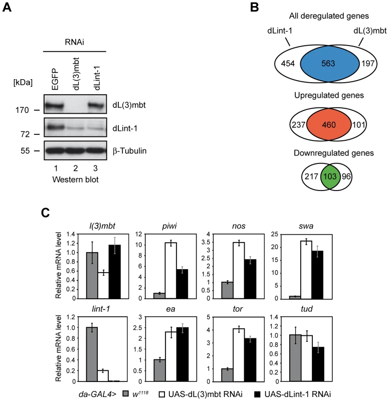 LINT represses MBTS genes with germline function.