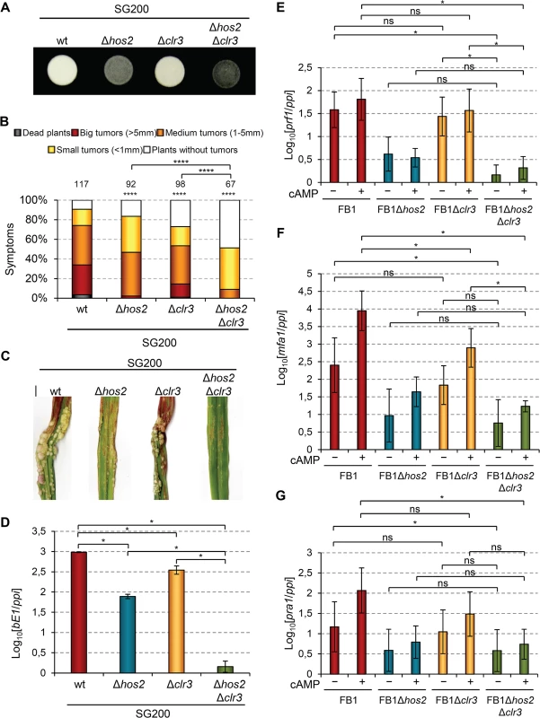 Hos2 and Clr3 genetically interact in the control of virulence.