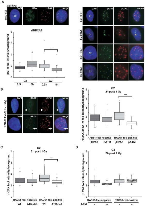 phosphoATM focal intensity decreases at DSBs undergoing resection.