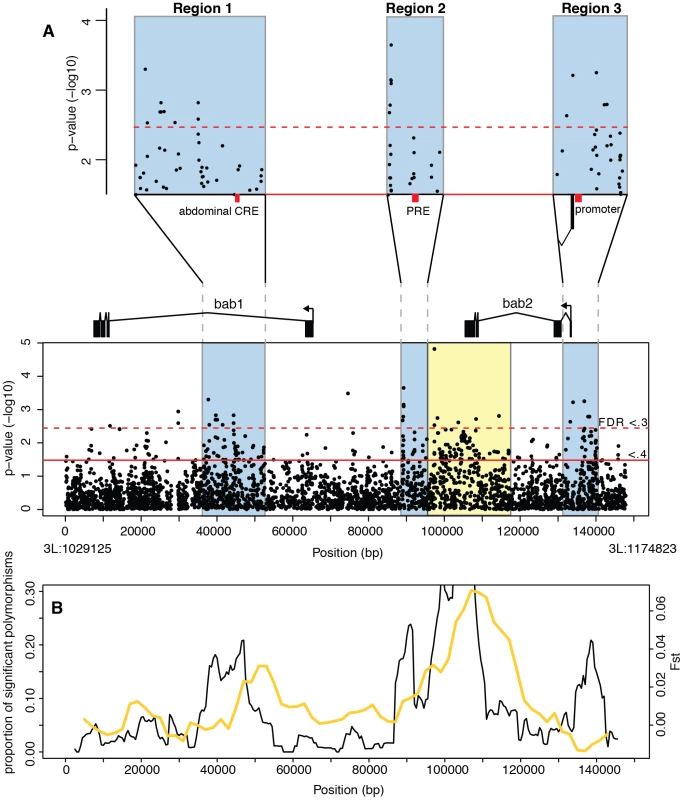 Association mapping of female A6 pigmentation at the <i>bab</i> locus.