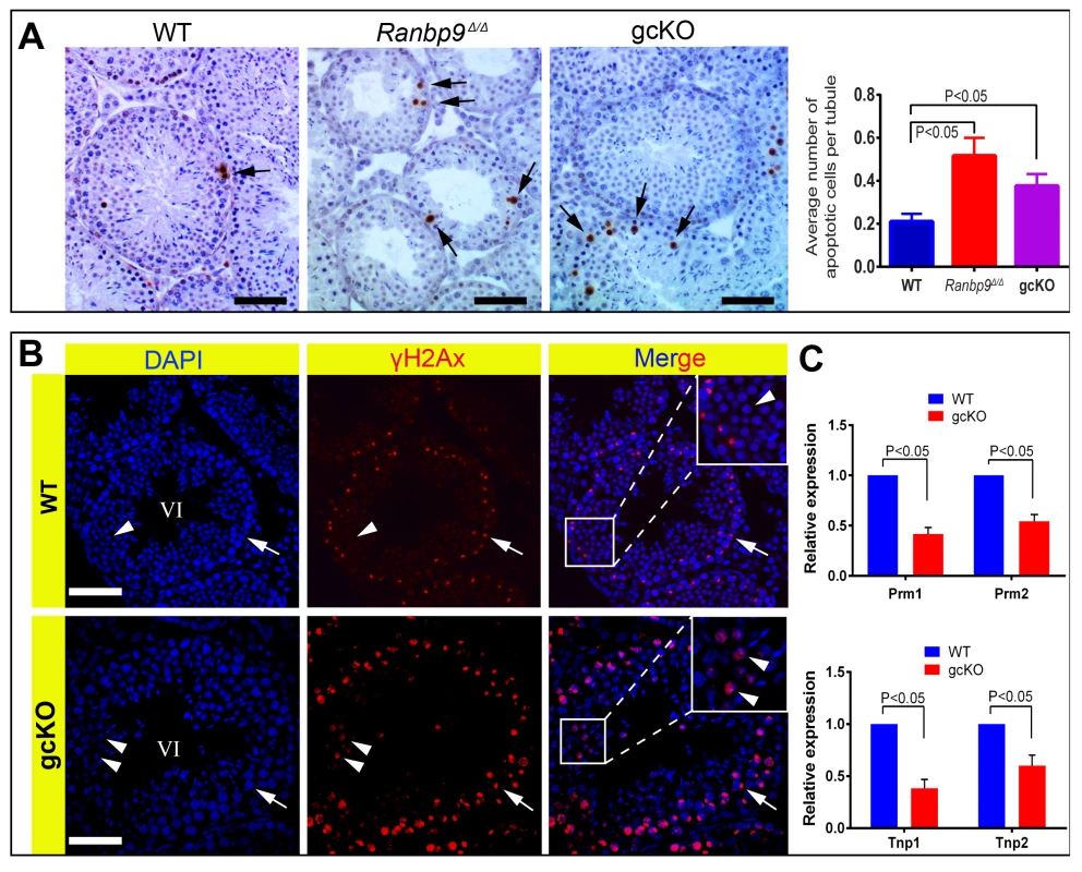 <i>Ranbp9</i> deficiency causes male germ cell apoptosis and DNA double-strand breaks.