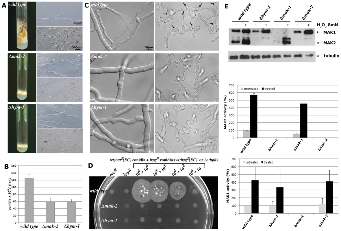 Δ<i>hym-1</i> displays phenotypic characteristics of MAK2 MAP kinase pathway mutants.