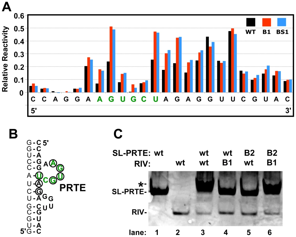 Structural analysis of the PRTE-DRTE interaction.