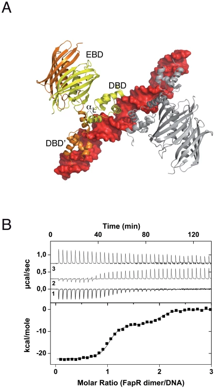 Overall structure of the <i>Sa</i>FapR-operator complex.