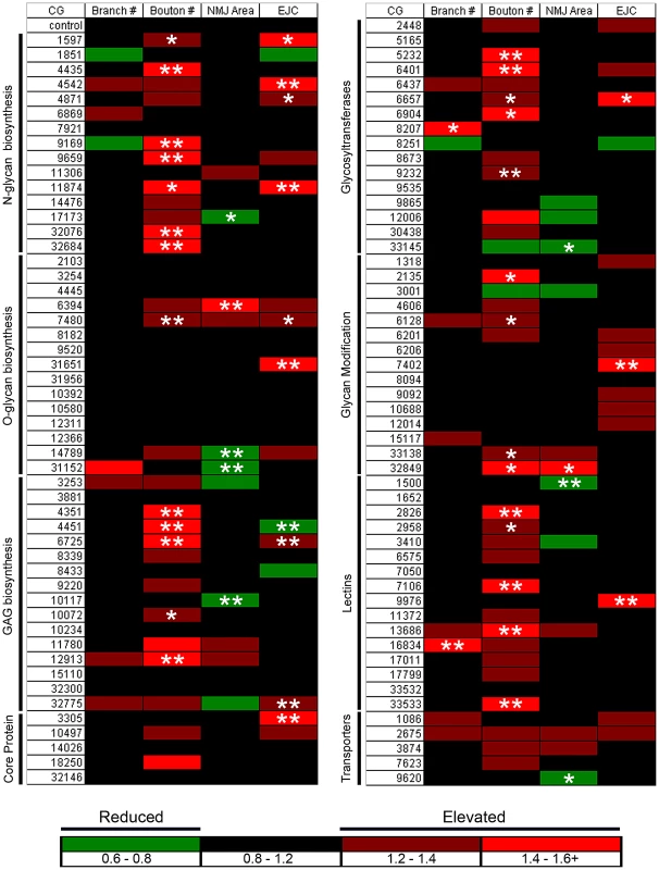 Glycan-related gene RNAi screen for synapse structure/function defects.