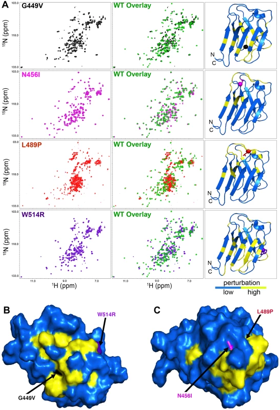 The <i>LMNA</i> mutations cause perturbations of the A-type lamin Ig-fold tertiary structure.