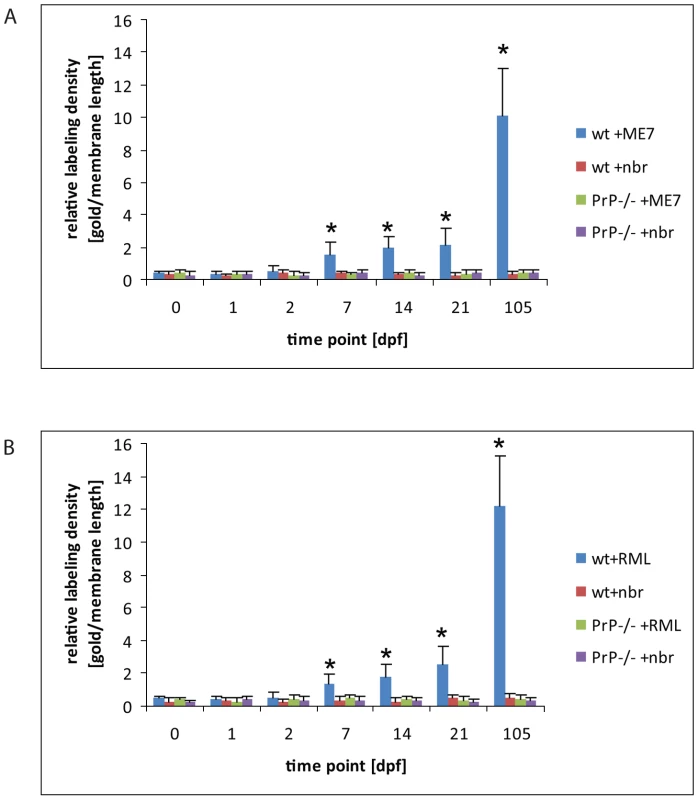 An increase of PrP label upon FDCs of wt mice only.