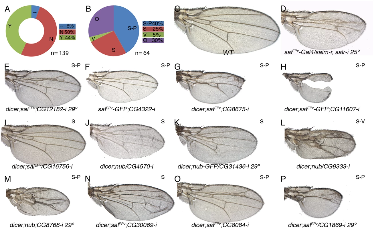 Phenotypic analysis of genes with reduced expression in <i>sal</i> knockdown discs.