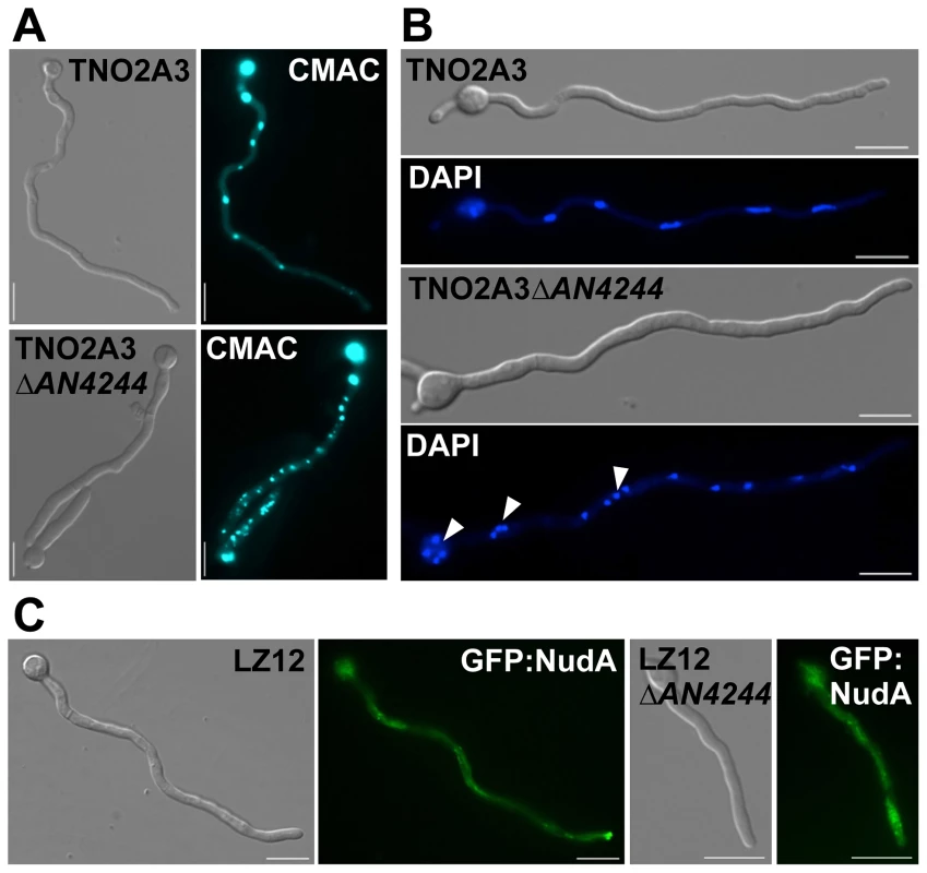 Deletion of the gene for a Num1-homologue in the ascomycete <i>Aspergillus nidulans</i> leads to a phenotype reminiscent to the <i>Δnum1</i> phenotype in <i>U. maydis</i>.