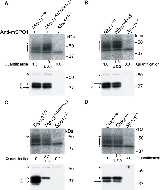 The MRE11 complex, but not TRIP13 or CHK2, modulates SPO11-oligonucleotide complex levels.