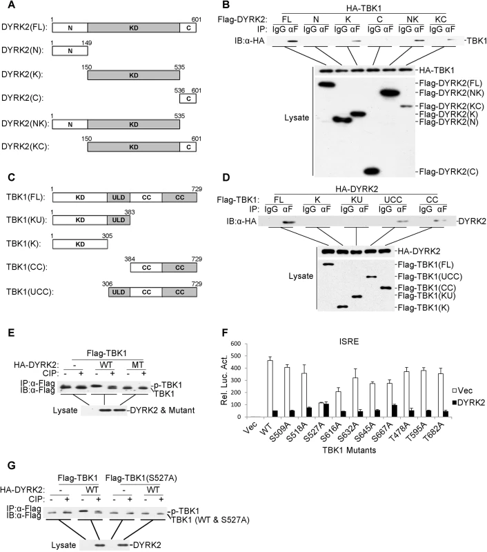 DYRK2 phosphorylated TBK1 at S527.