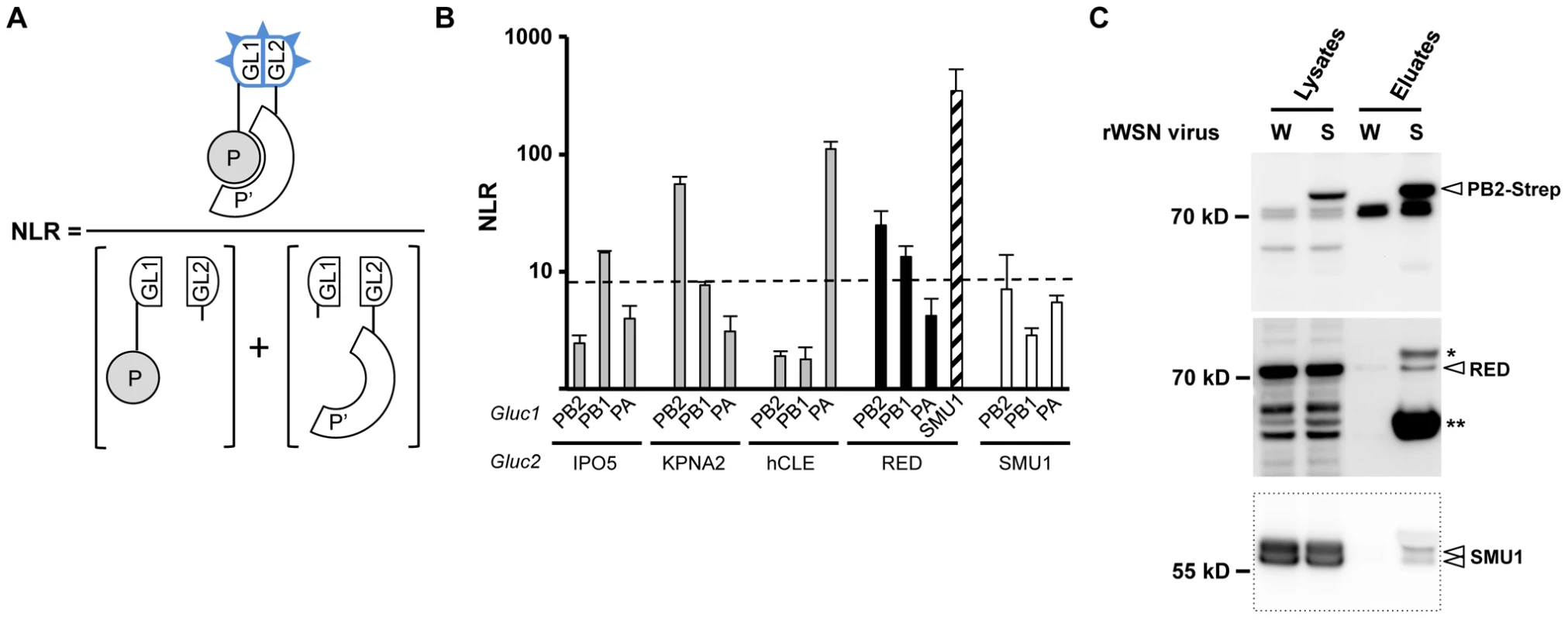 Interaction of RED with influenza virus polymerase in human cells.