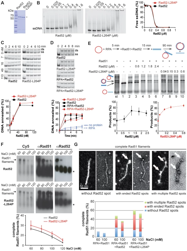 Biochemical analysis of Rad52-L264P-mediated filaments.
