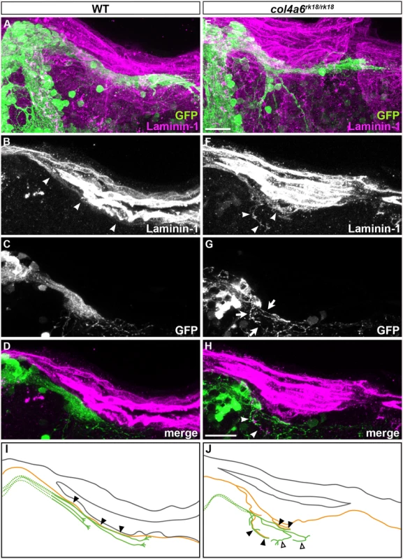 Abnormal BM structure is coupled with the abnormal axogenesis of GCs in <i>col4a6</i> mutants.
