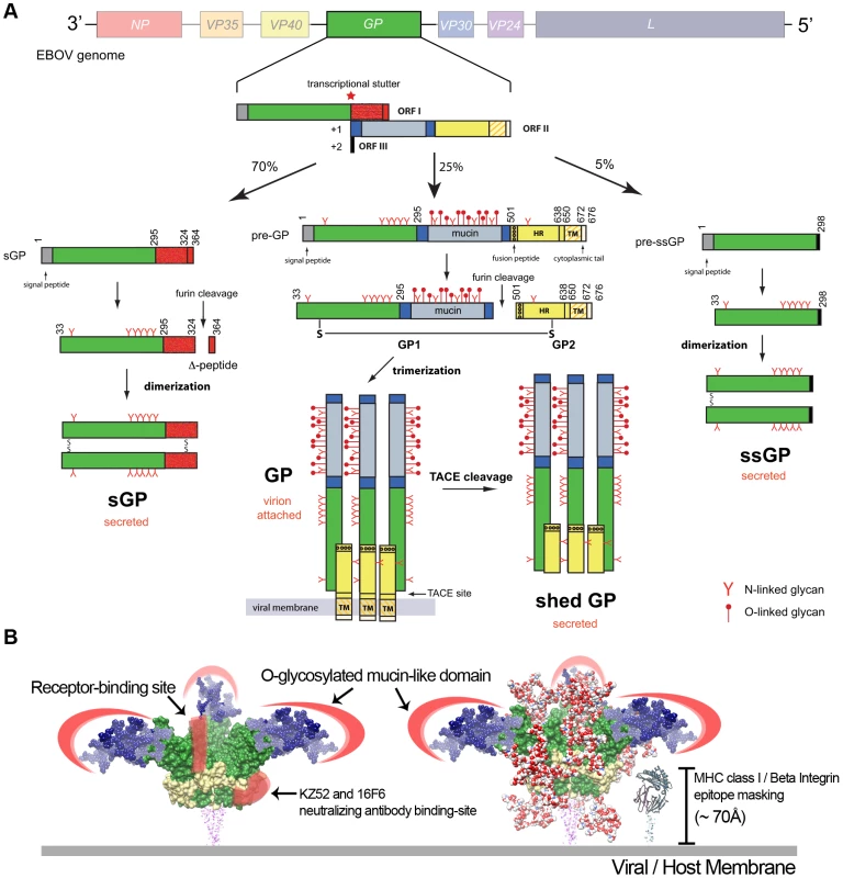 Ebola virus glycoproteins.