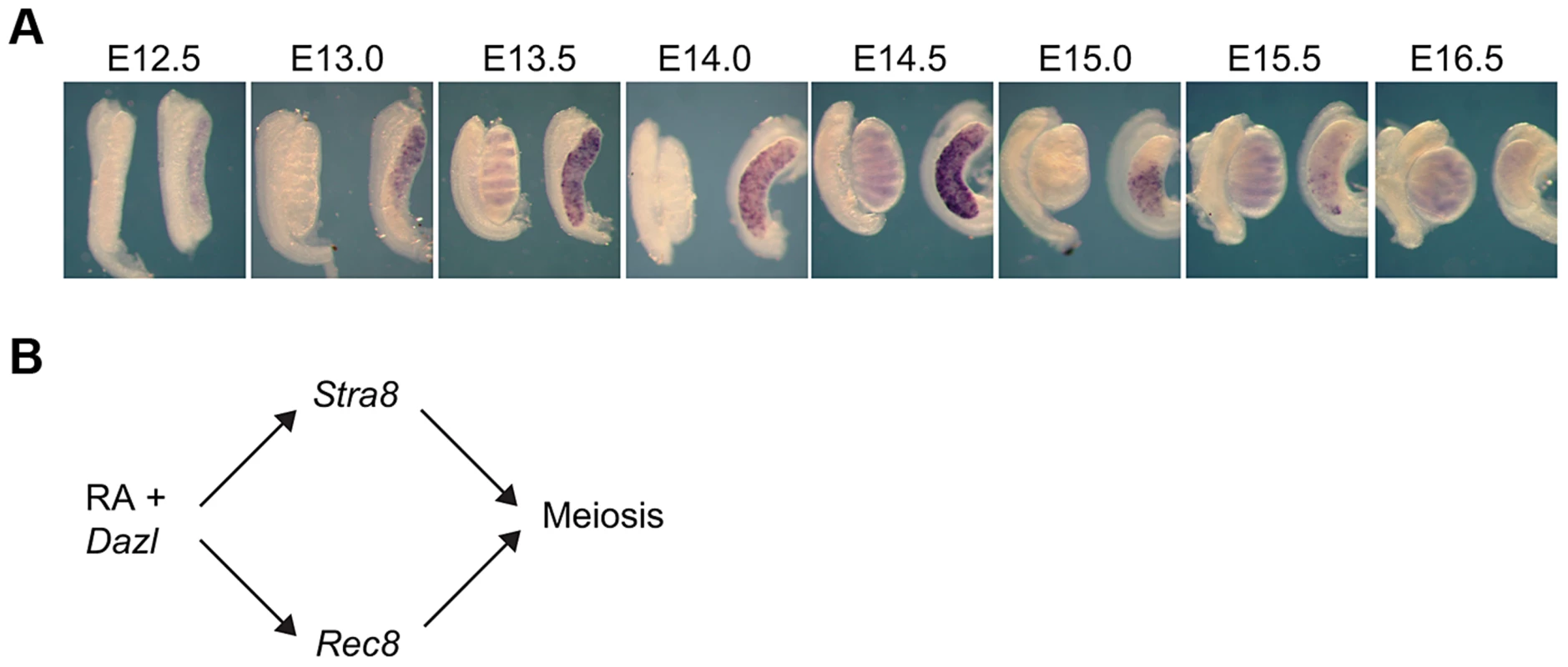 In fetal ovaries, <i>Rec8</i> is expressed in an anterior-to-posterior wave.
