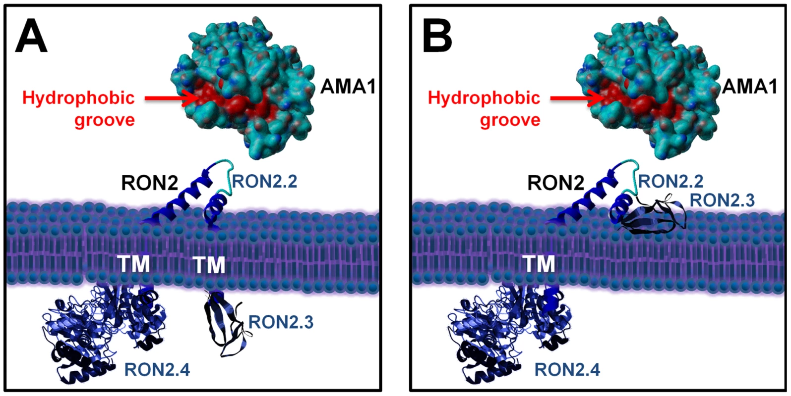 Current alternative models of the RON2-AMA1 interaction at the MJ.