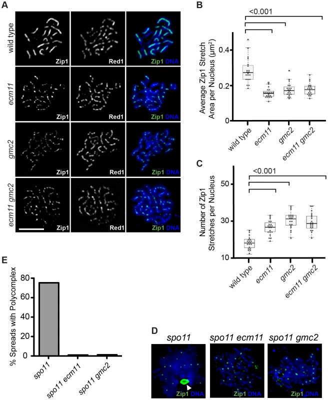 Ecm11 and Gmc2 are necessary for the efficient assembly of Zip1 on chromosomes and in the polycomplex.
