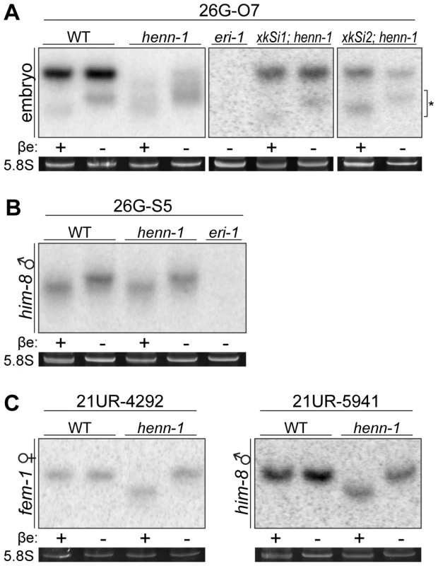HENN-1 Selectively Methylates ERGO-1 Class 26G RNAs in an ERGO-1–Dependent Manner.