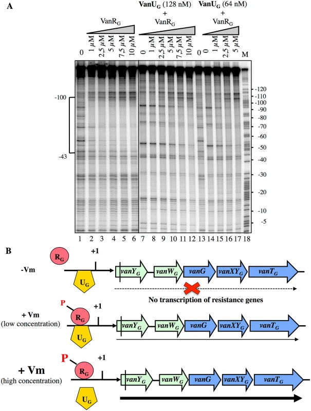 Competition between VanU<sub>G</sub> and VanR<sub>G</sub> for binding to the <i>P<sub>YG</sub></i> resistance promoter.