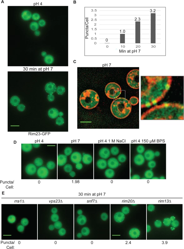 Rim23-GFP forms plasma membrane-associated puncta under neutral/alkaline pH conditions.