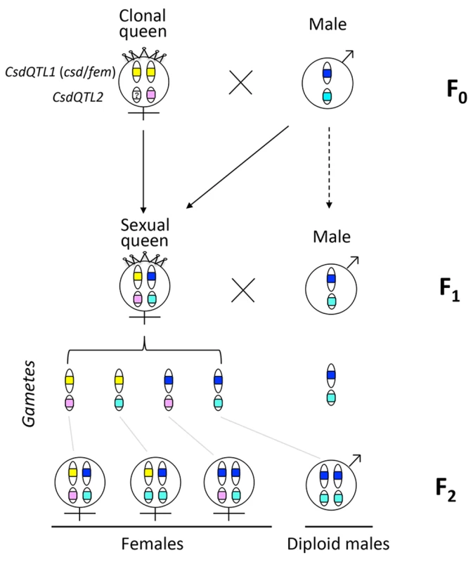 Graphical summary of the results, with different CSD alleles color-coded.