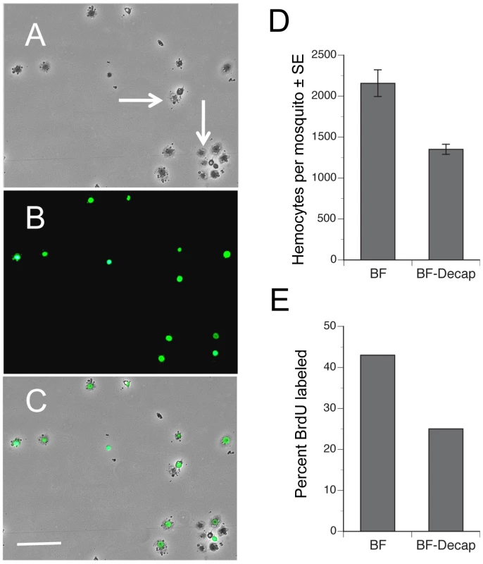 Blood feeding increases the proportion of hemocytes labeled by BrdU.